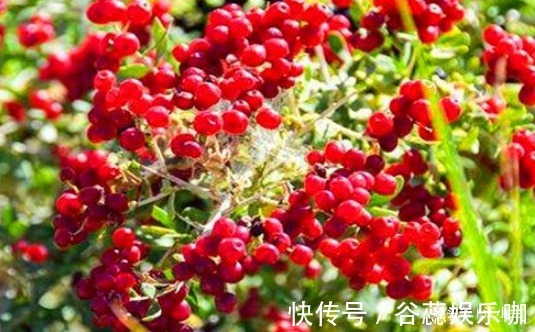 毒素|女性不想变老,常食4种食物,排出毒素,净化血液,促进血液循环