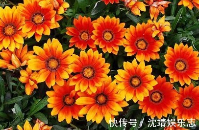 漂亮|喜欢养菊,那就养盆漂亮的菊花,这花亮丽动人,花开上百天