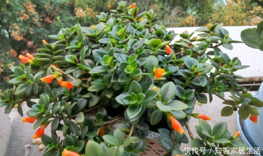 金鱼吊兰|最耐阴的盆栽植物,花叶俱美,花开不断,养护简单,室内也能养