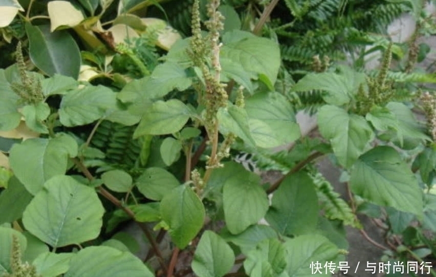 这种野菜没有什么人食用，很少有人种植，大家都以为它是一种杂草