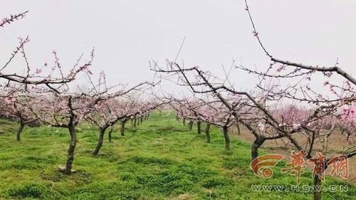 春天来看花