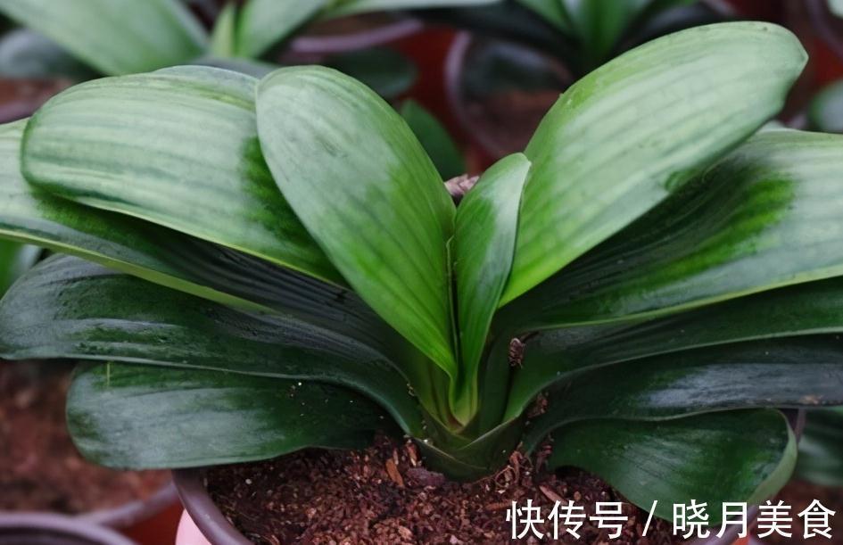 立冬后逛花市,3种花随便买,拿回家好养活,特别上档次