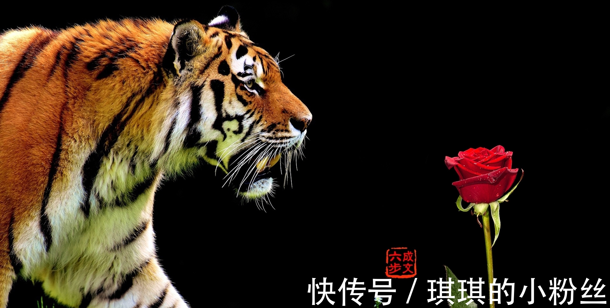 柳郎中#苏轼:心有猛虎,细嗅蔷薇