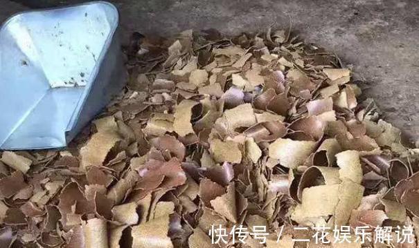 肥效|什么啤酒水、骨头渣都不如“1种臭臭肥”,君子兰吃了“猛长个”