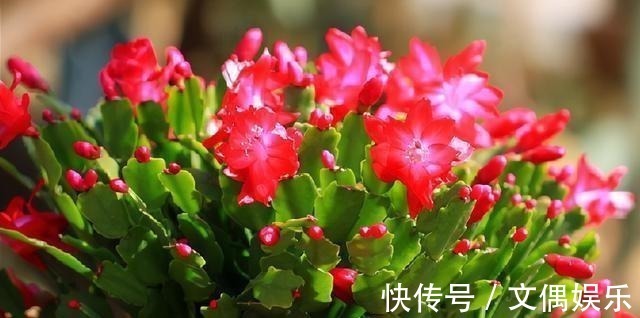 被称为“夏必死”的8种花,我却喜欢买一些,因为能“省”不少钱