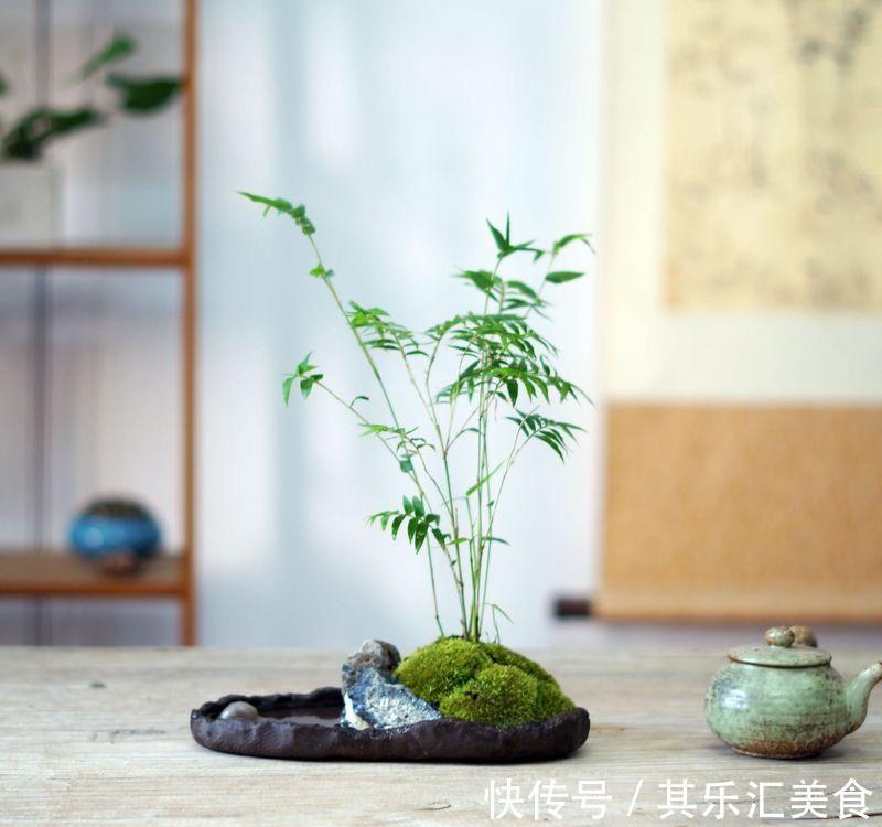 盆栽|家中养“5种竹”，富贵不俗，护家祥瑞，好日子节节高升