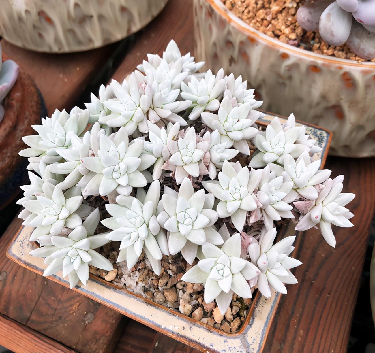 盆栽|多肉植物白菊了解一下,养护要点要知道,出状态