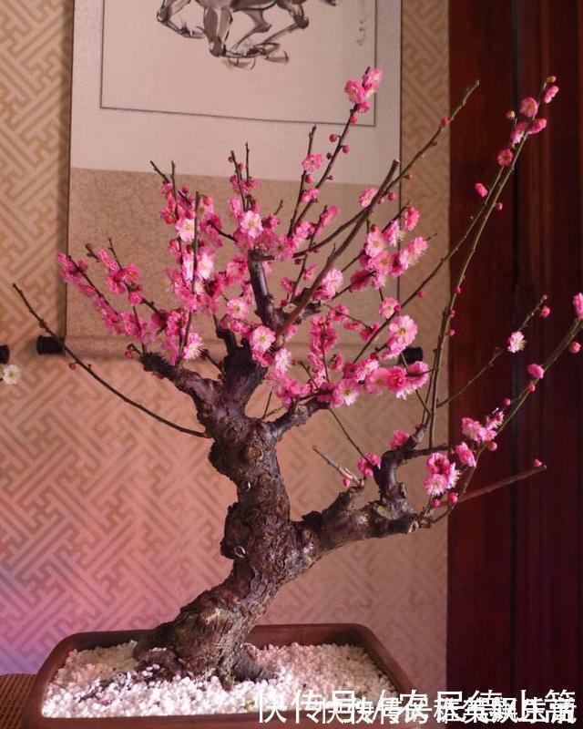 盆景|过年这些植物不要摆放在客厅，要记住了哦