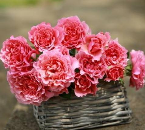 月季“切根枝”，再抹点“白砂糖”，一沾土就生根，盆盆爆满花