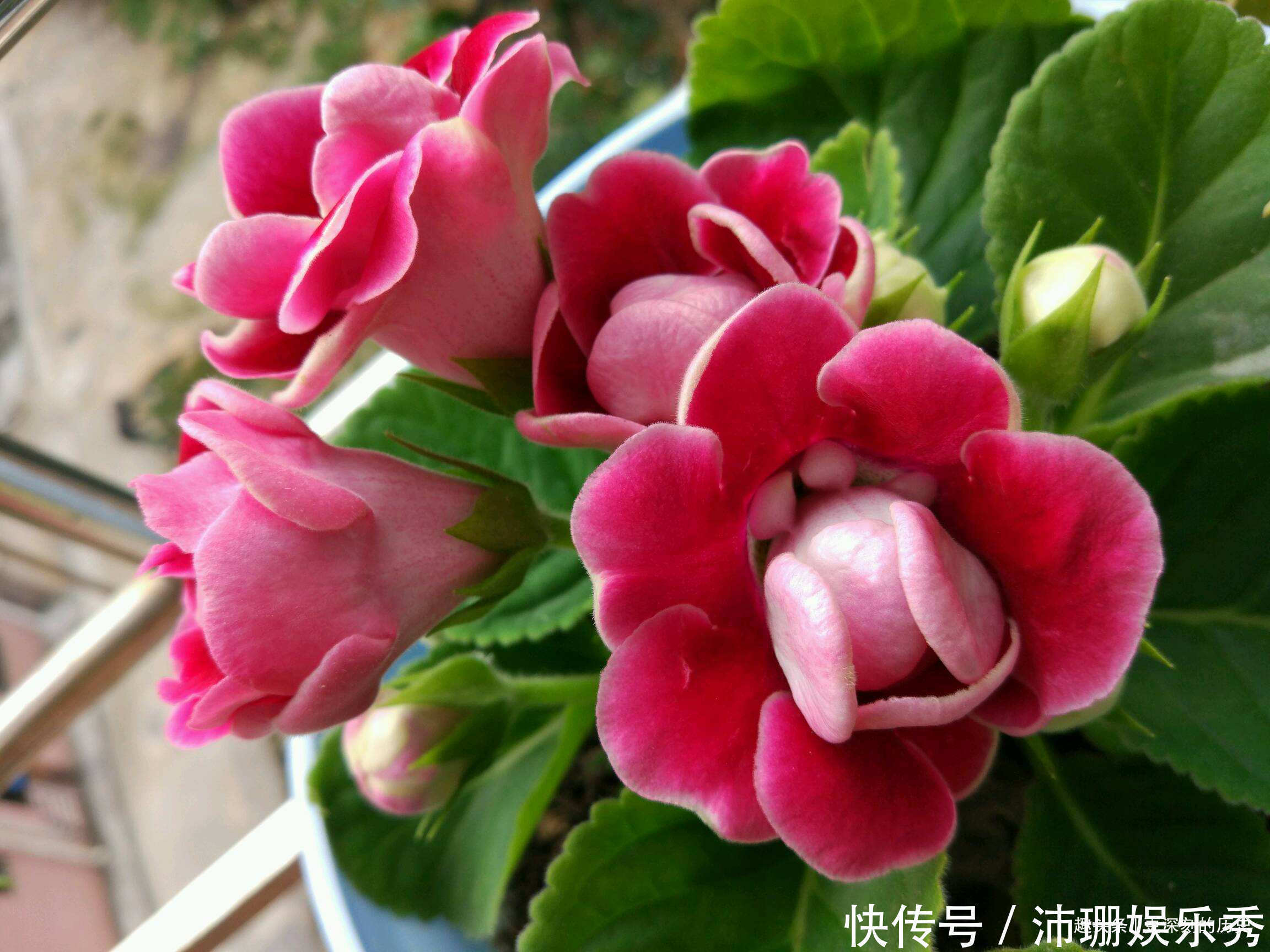 此花人人见了都夸美,是优良的观赏花卉之一,代表着华美和欲望