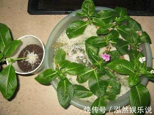 “夏必死”的4种花,现在赶紧扦插几盆,生根快成活率高