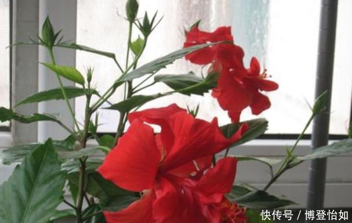 “3种花草”不仅好看,还特别耐热,夏天若不知道养啥,就养它们