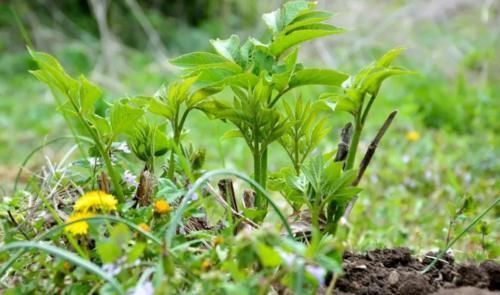 全国|人间真实!全国多人中毒,野菜吃不对,亲人两行泪