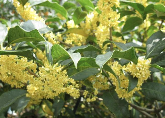 “值钱”的2种树，想养不用买，“枝条”剪下来种植，5个月变盆景