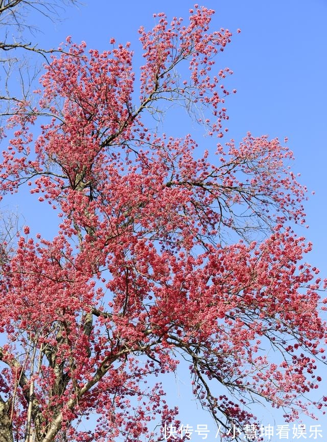 种植园|云南发现中国最美樱花 实现著名植物学家蔡希陶36年前嘱托