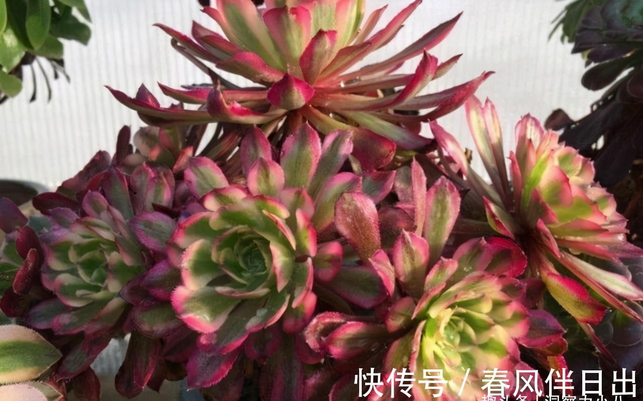 养护|多肉法师有“三怕”,难怪叶片哗哗掉,避开半年内逆袭成小老桩