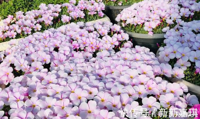 年度十大流行花卉，摆在家里，高贵优雅，又美又仙