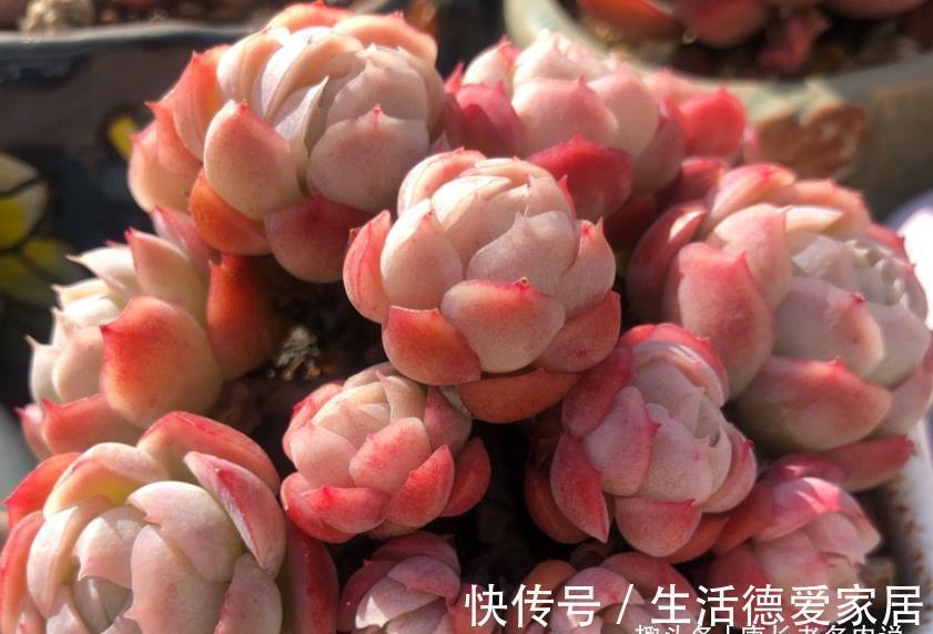 入秋后,多肉如果出现4种现象,说明它们已经睡醒,可以正常养护