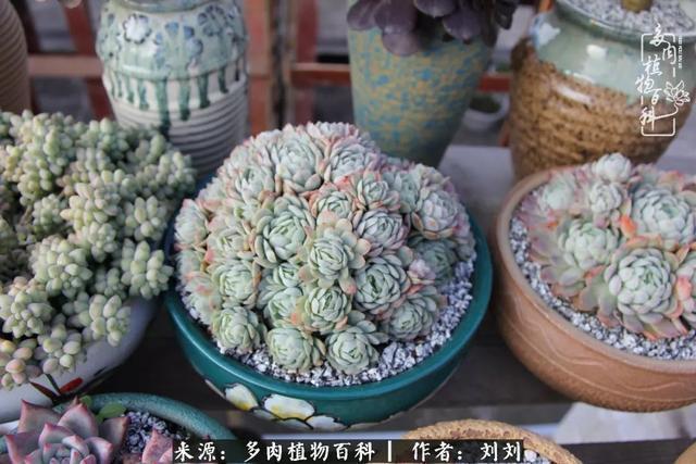 爱多肉，爱生活，我们是一群快乐的养肉人！