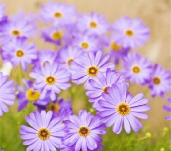 种子发芽温度|养花却不知道什么时候播种,看了此个就知道了