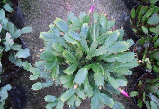 蟹爪兰发出这个“信号”，一定不要忽视，是在提醒你