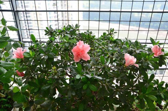 臭臭的却是“养花宝”，盆里用一点，新芽萌发快，不怕养不活！