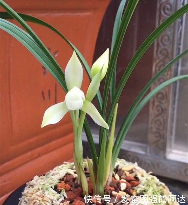 被耽误的“良心”好兰花,开花后气度非凡,珍品荷瓣,是传世极品