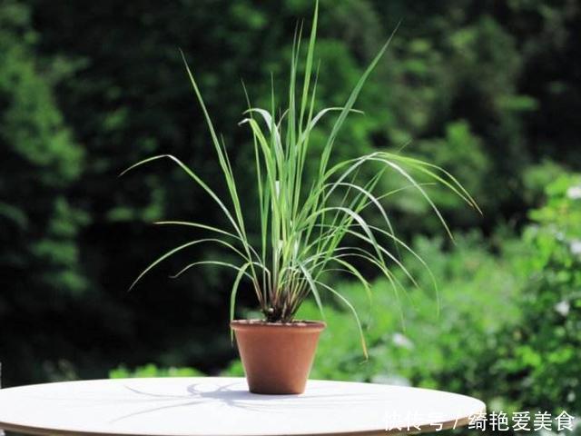 蚊子害怕这“5种花”,夏天养1盆,蚊虫躲的远,安心睡觉