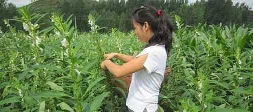 中薪|种子一斤几万颗,10元一斤,叶子可是稀罕野菜,煮面条杠杠的