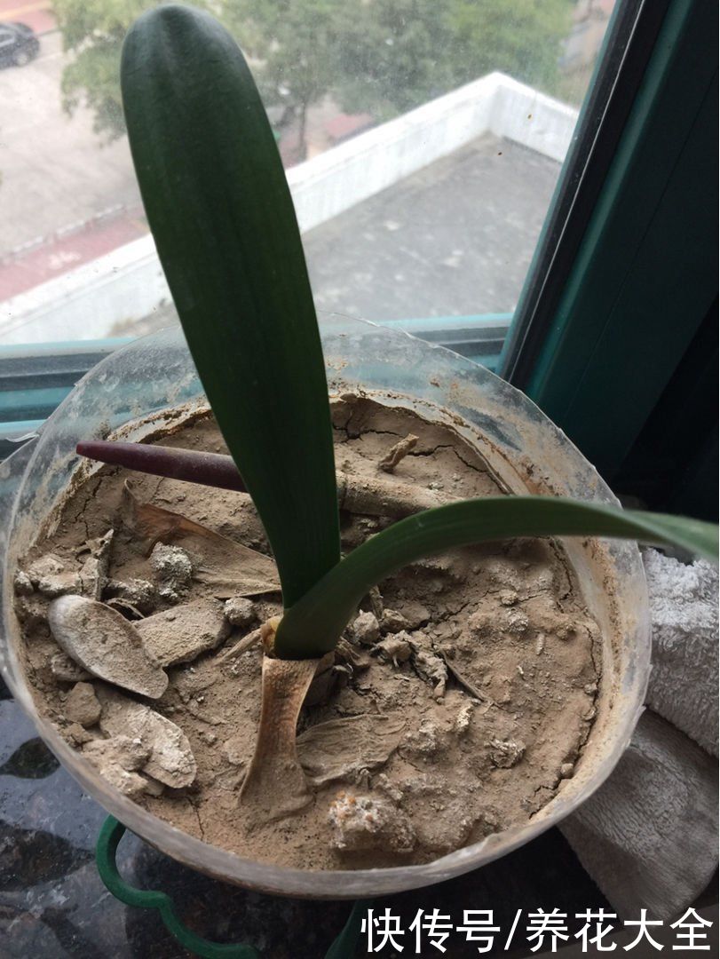 土壤出现4个问题，要赶紧换盆，不然植物都死了