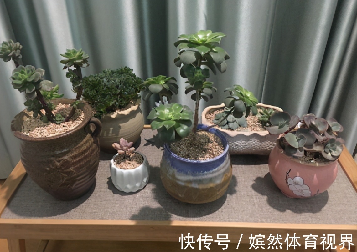 扦插讨喜的多肉，事前事后这么操作，成活率高很多