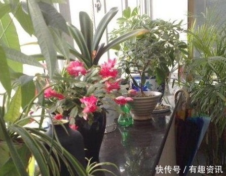 土壤|这3样“垃圾”,原来是养花“神器”,埋点在土里,蹭蹭长不停!