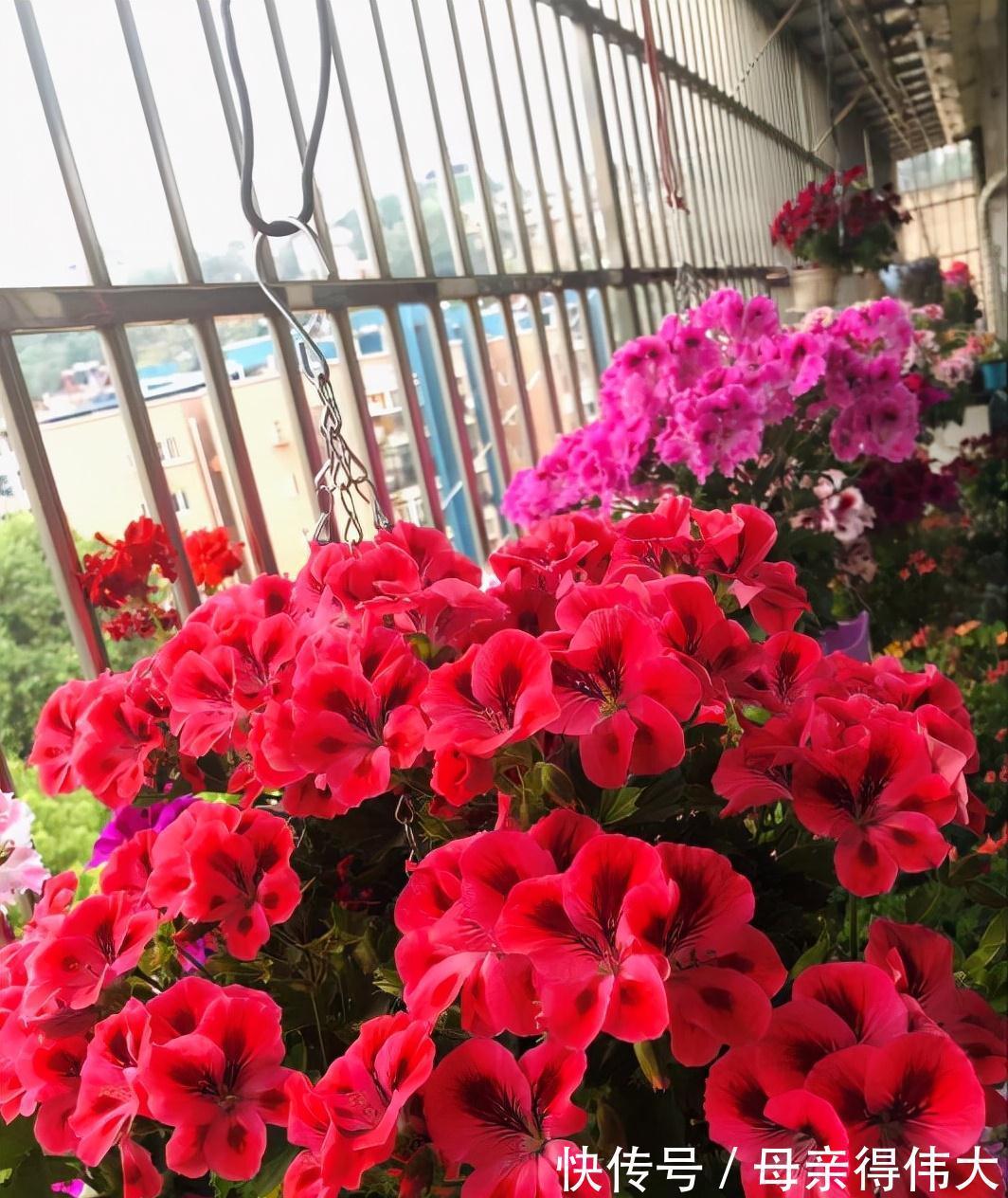 养花牢记“3口诀”,啥花都能养好,阳台变花园,四季花不败