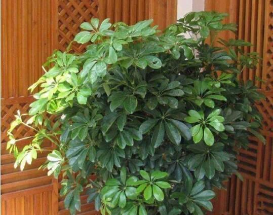 养眼|养花试试这几款,四季常绿,养在家里超级养眼