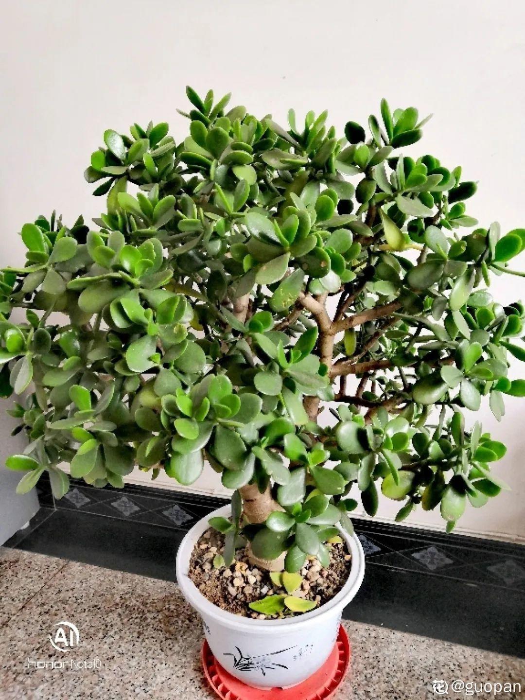 折腾不死的25种花,咋养都爆盆,家里必须养!