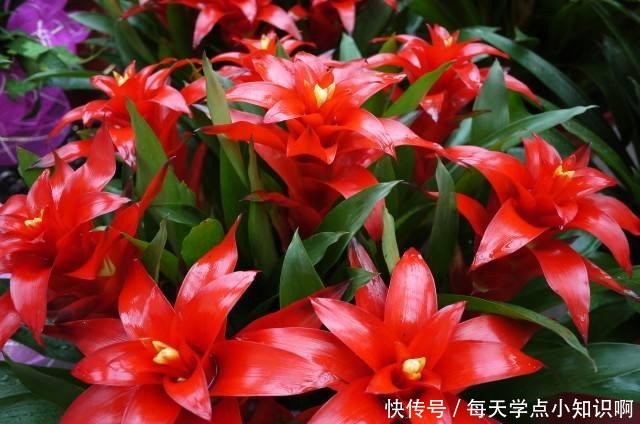 年底买花，选此6类花，大气又添彩！