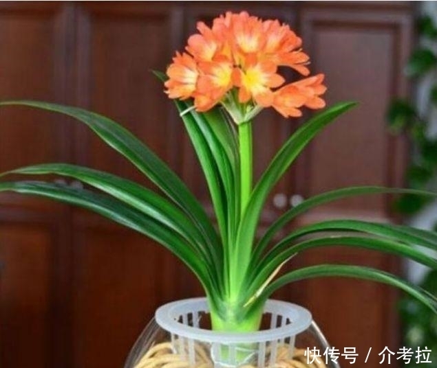 几款花卉超美的,养在家里超美的,家里变成一片花海