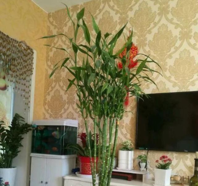 富贵竹|2种花能长“2米高”,镇宅又旺材,吸甲醛,净化空气,养1盆真值