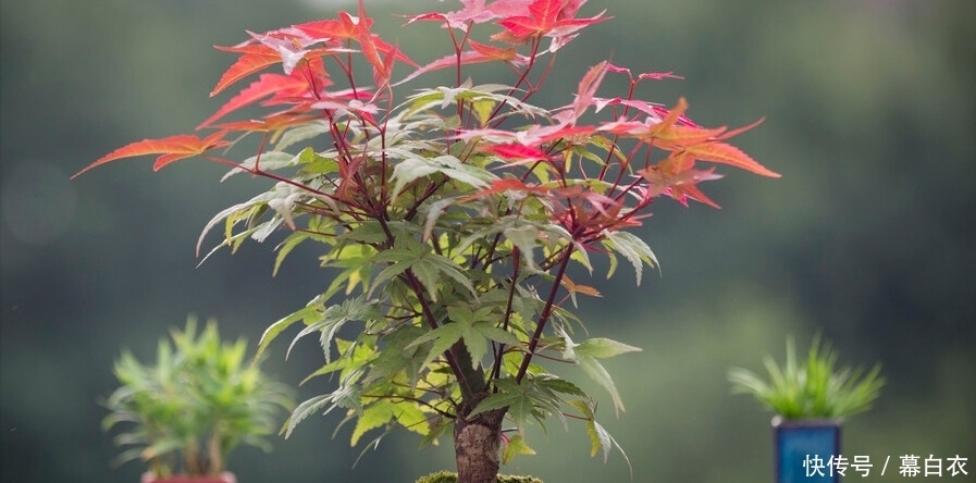 三种“富贵”树，能当盆景“传家宝”，喜庆吉祥上档次