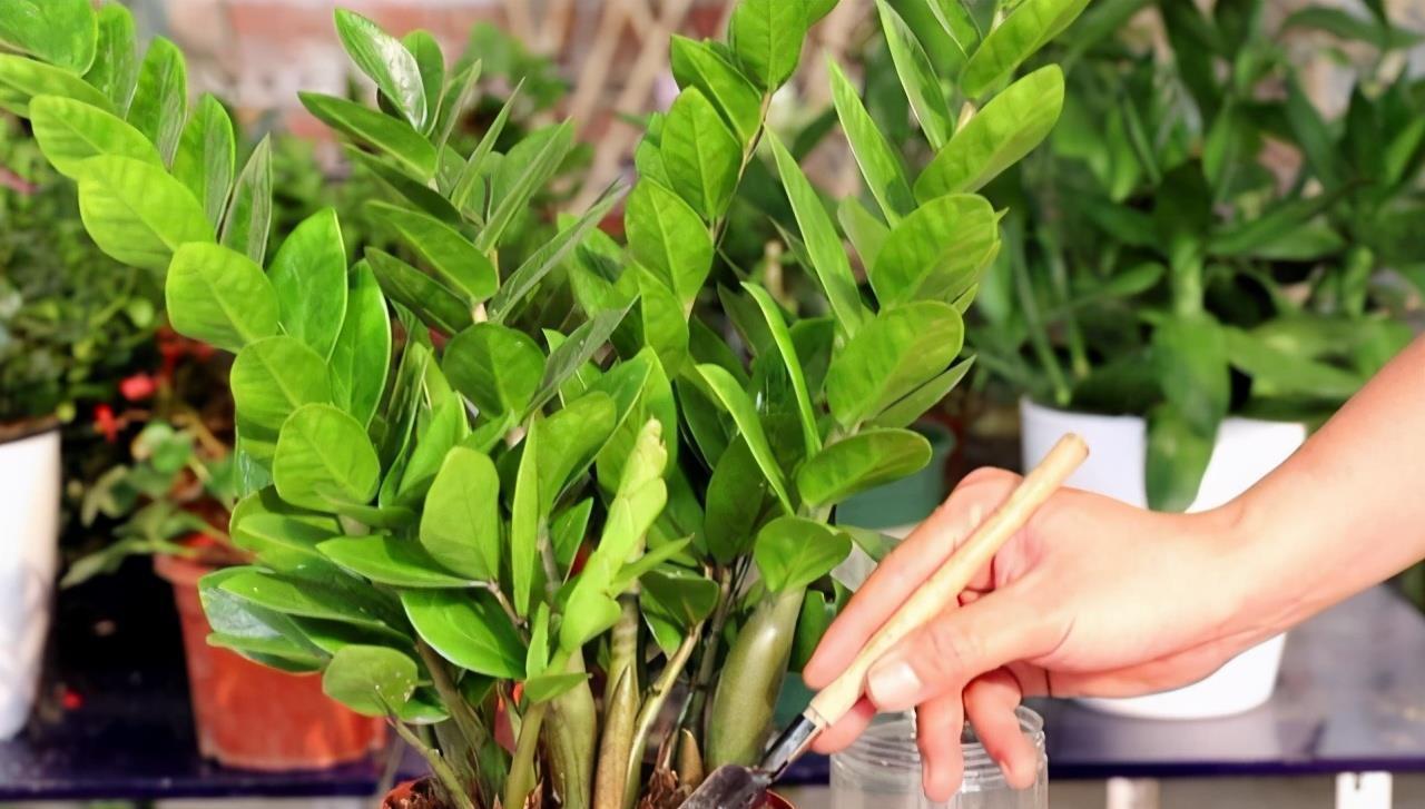 泼辣花|谁说养花难?4种“泼辣花”,扔在土里就生根,繁殖一片小崽子