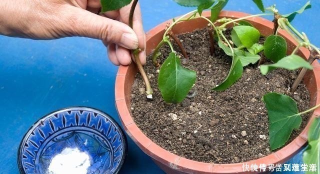 太阳花|适合“现在”扦插的“6种花”，动动手，省下很多“买花钱”！