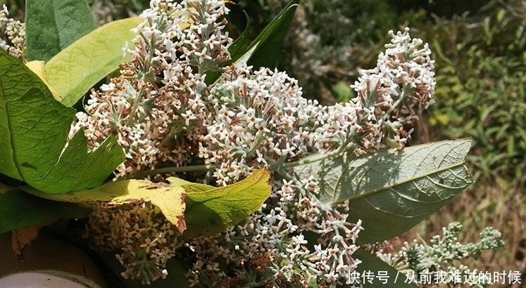 立春后,用染饭花蒸糯米饭,做法简单,金黄诱人,清香四溢