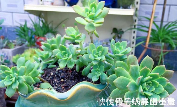多肉|多肉中的“普货”马库斯，好养又漂亮，于新人而言却是“精品”