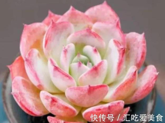 多肉劳伦斯怎么养护，做到5个方法，叶色才会更美更艳丽