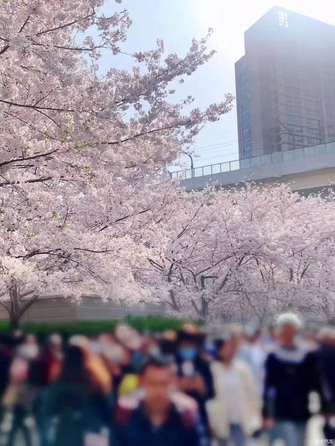 樱花飘散，朝开夕凋