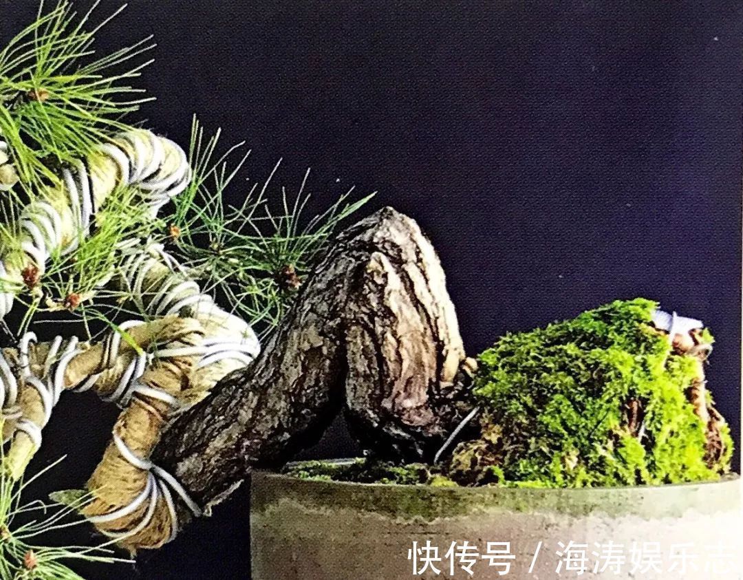 阳台上|盆景枝干弯曲上翘的最佳方法,既简单又高效,同时拆除更方便!
