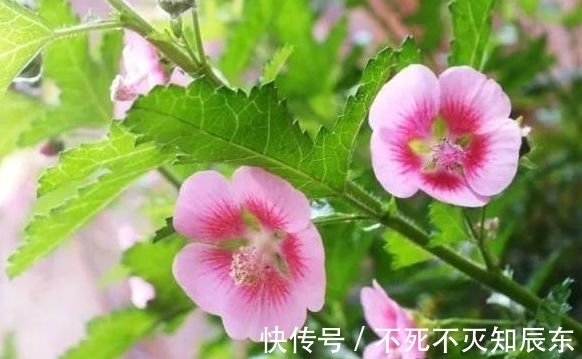 这些花朵，越养越好看，太阳大才长得好，开花美艳量还多