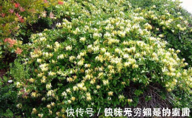 盆栽|“漂亮花”,养人又养心,好看又好吃,是老中医的最爱