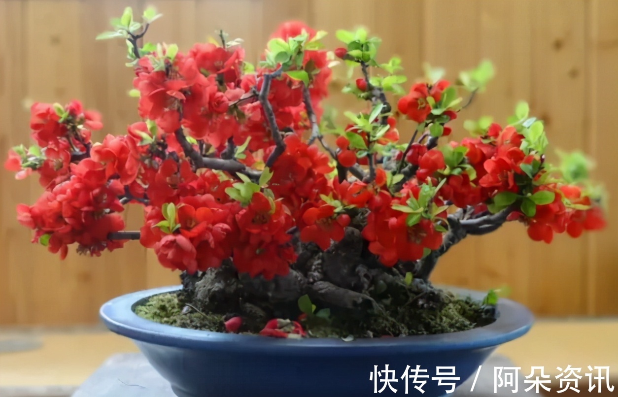 阳台养花无需选“贵的”,入手此3样,一样漂亮、彰显品味