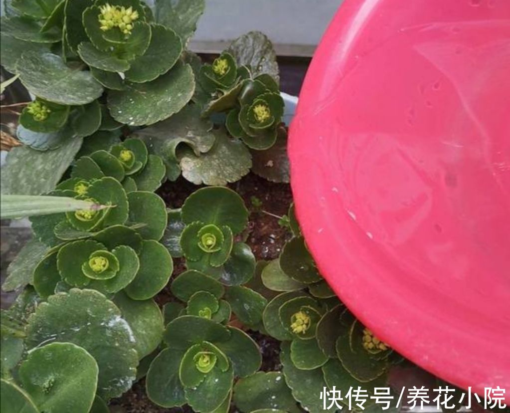 花芽|马上到10月，3种花该给它补肥，好让它分化花芽，多长花苞